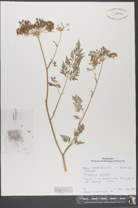 Peucedanum palustre image