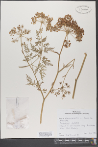 Peucedanum palustre image