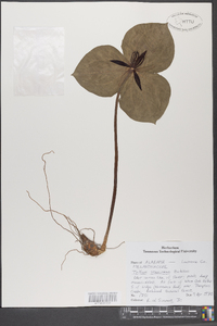 Trillium stamineum image