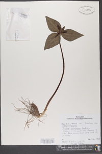 Trillium stamineum image