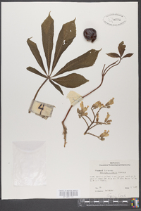 Aesculus flava image