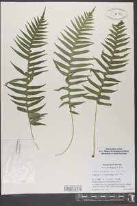 Polypodium glycyrrhiza image