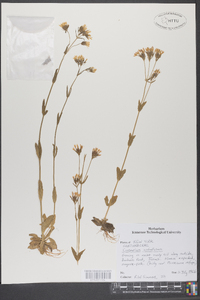 Centaurium umbellatum image