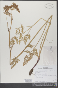 Peucedanum palustre image