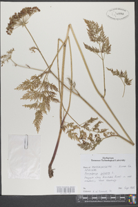 Peucedanum palustre image