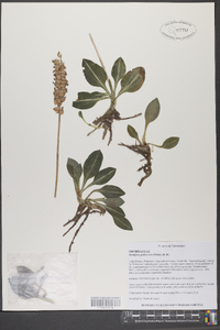 Goodyera pubescens image