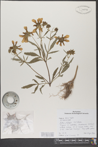 Bidens polylepis image