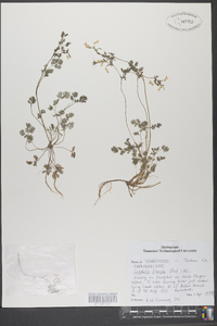 Corydalis flavula image