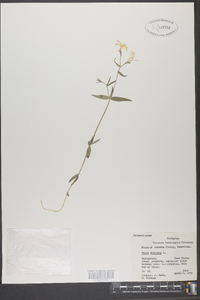 Phlox subulata image