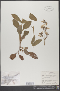 Penstemon hirsutus image