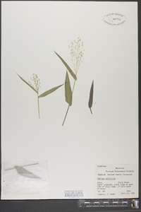 Panicum latifolium image