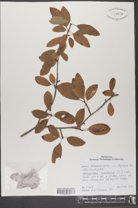 Ilex mucronata image