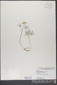 Cardamine dissecta image