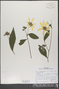 Helianthus microcephalus image