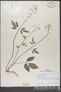 Cardamine diphylla image