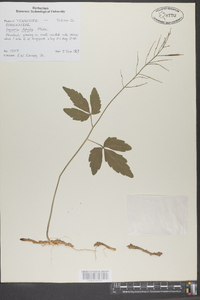 Cardamine diphylla image