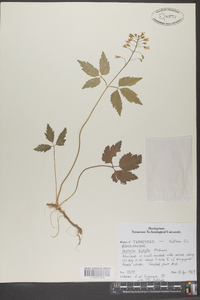 Cardamine diphylla image