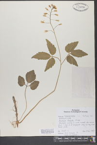 Cardamine diphylla image