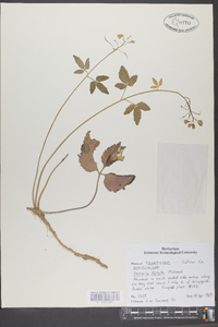 Cardamine diphylla image