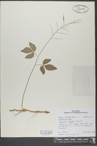 Cardamine diphylla image