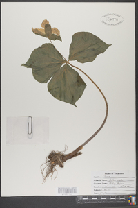 Trillium erectum image