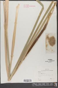 Typha angustifolia image