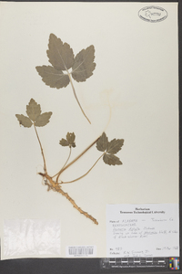 Cardamine diphylla image