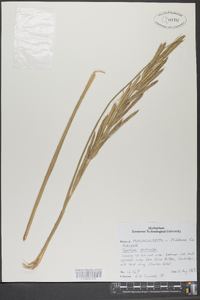 Spartina pectinata image