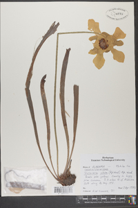 Sarracenia alata image