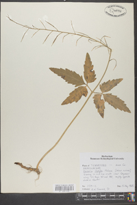 Cardamine diphylla image