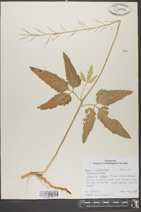 Cardamine diphylla image