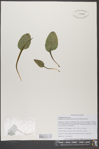 Ophioglossum engelmannii image