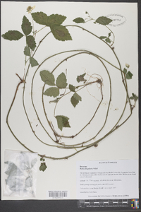 Rubus flagellaris image