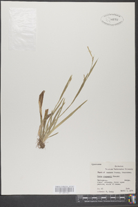 Carex striatula image