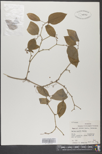 Smilax smallii image