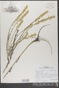 Solidago stricta image