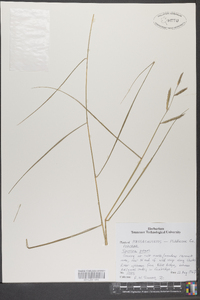 Spartina patens image