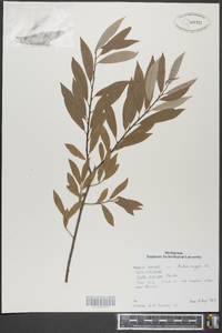 Salix sericea image