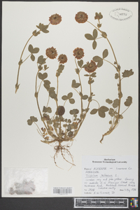 Trifolium reflexum image