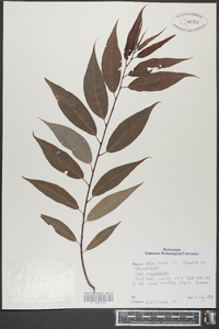 Salix amygdaloides image