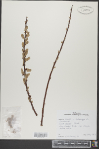 Salix sericea image