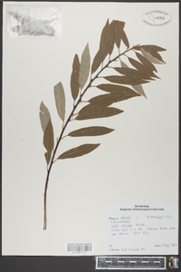 Salix sericea image