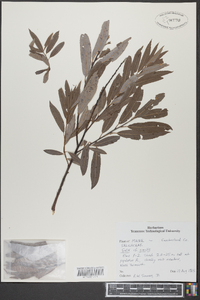 Salix gracilis image