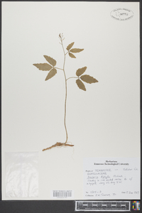 Cardamine diphylla image