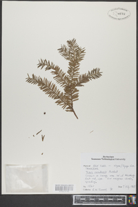 Taxus canadensis image