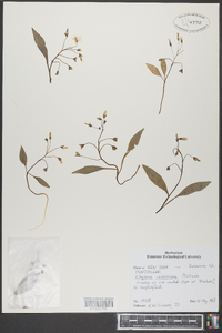 Claytonia caroliniana image