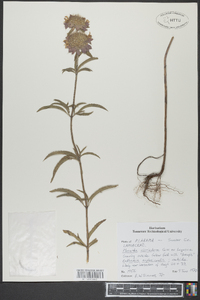 Monarda citriodora image