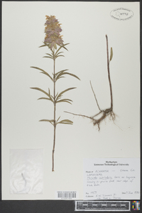 Monarda citriodora image