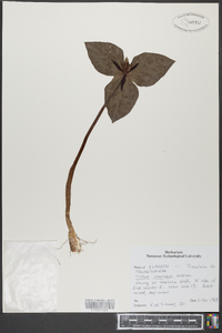 Trillium stamineum image