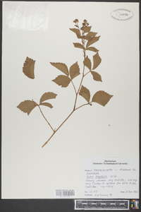 Rubus flagellaris image